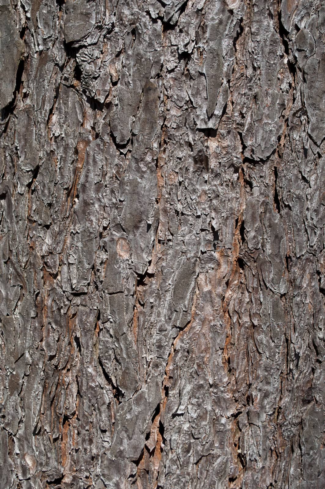 Natural brown pine bark background