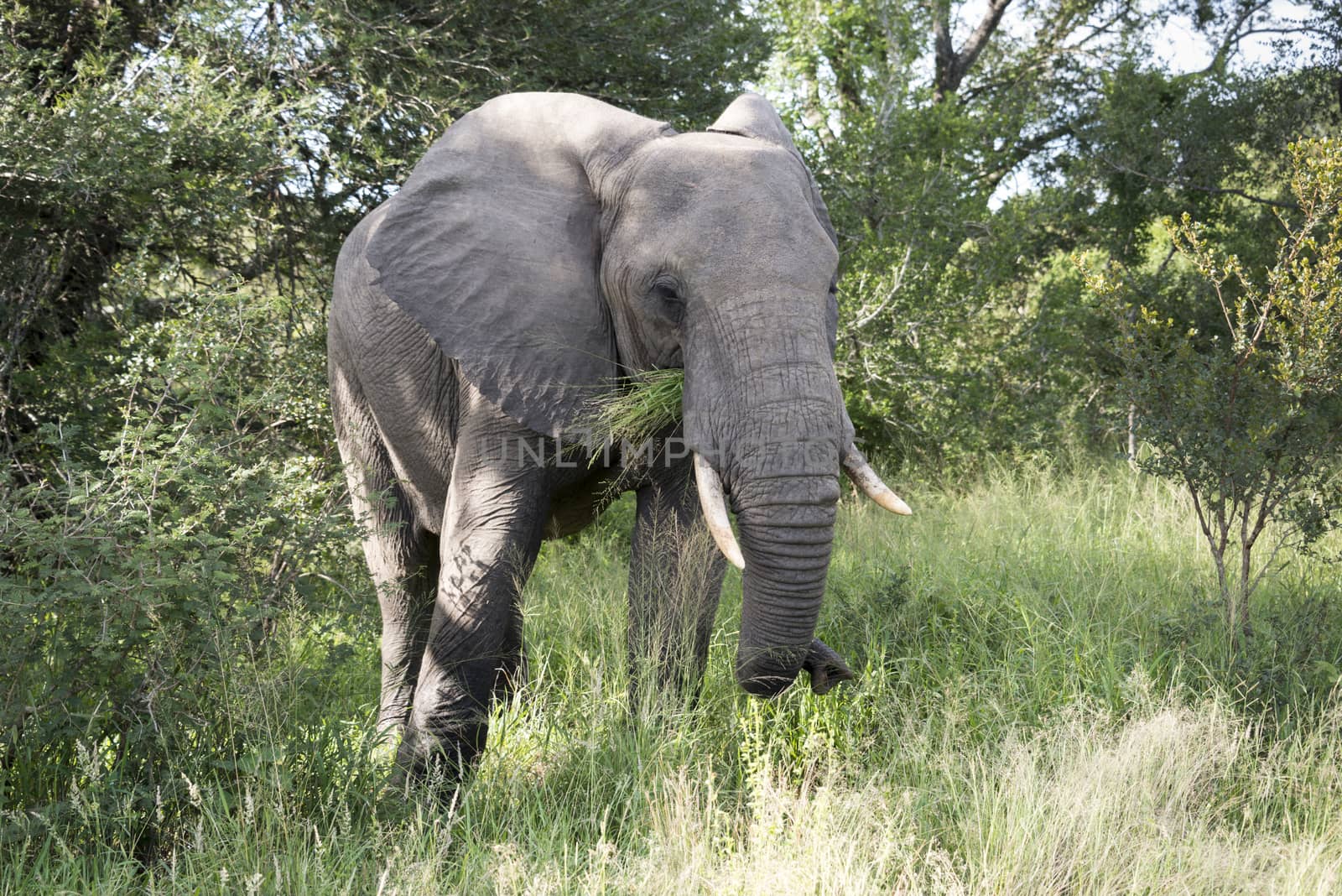 big elephant in national kruger wild park south africa eating from the trees