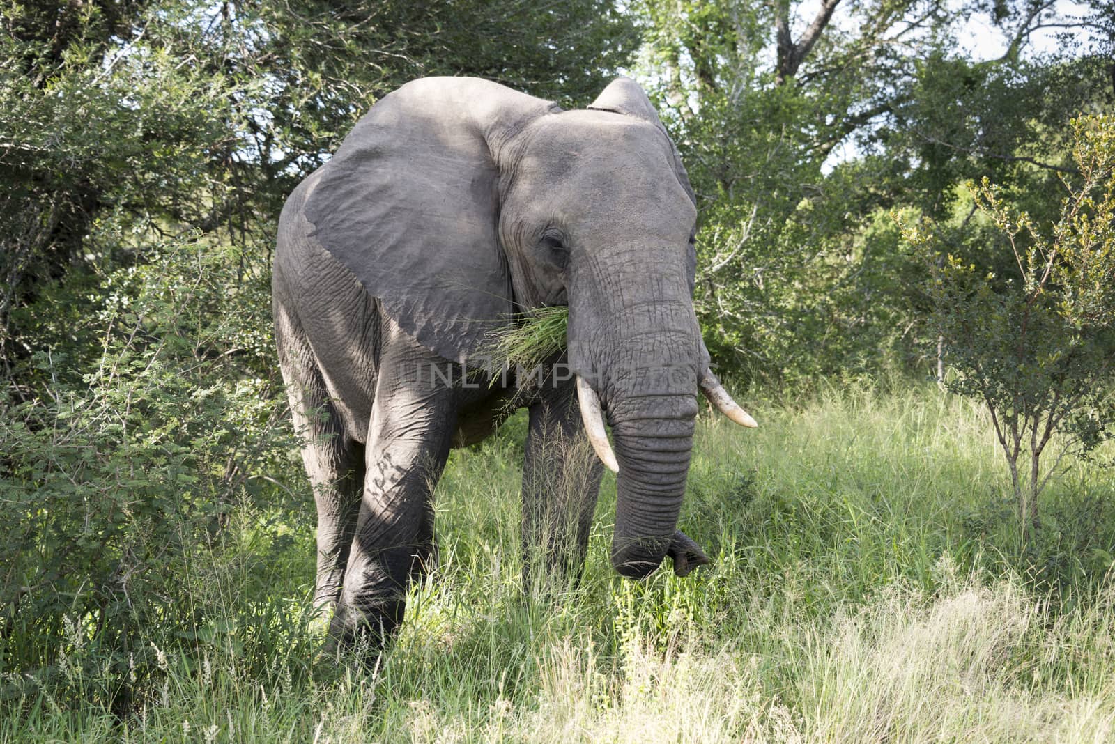 big elephant in kruger park by compuinfoto