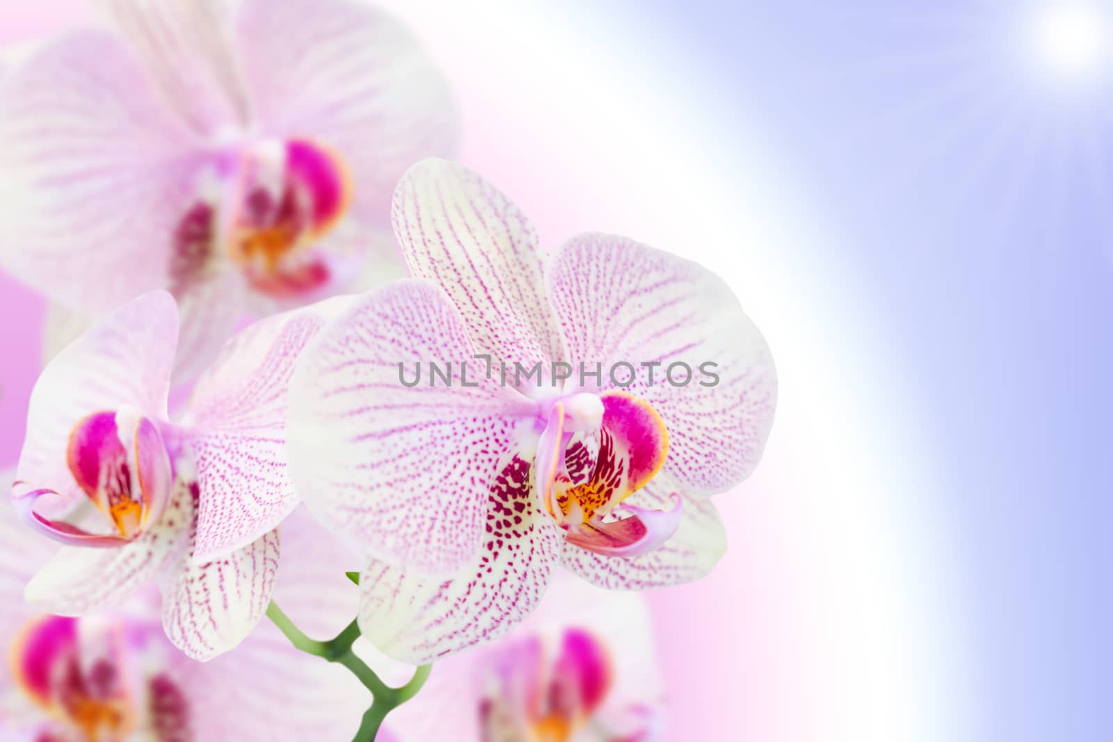 Spotted orchid flower on natural gradient blurred background with free copy-space area