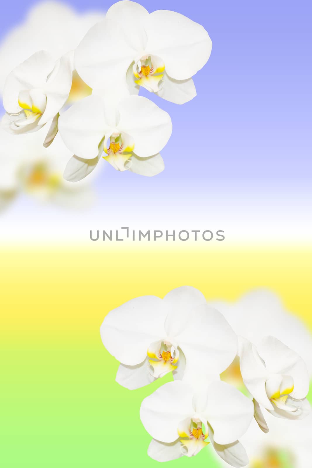 Fragile white orchid flowers on blurred natural gradient with copy-space