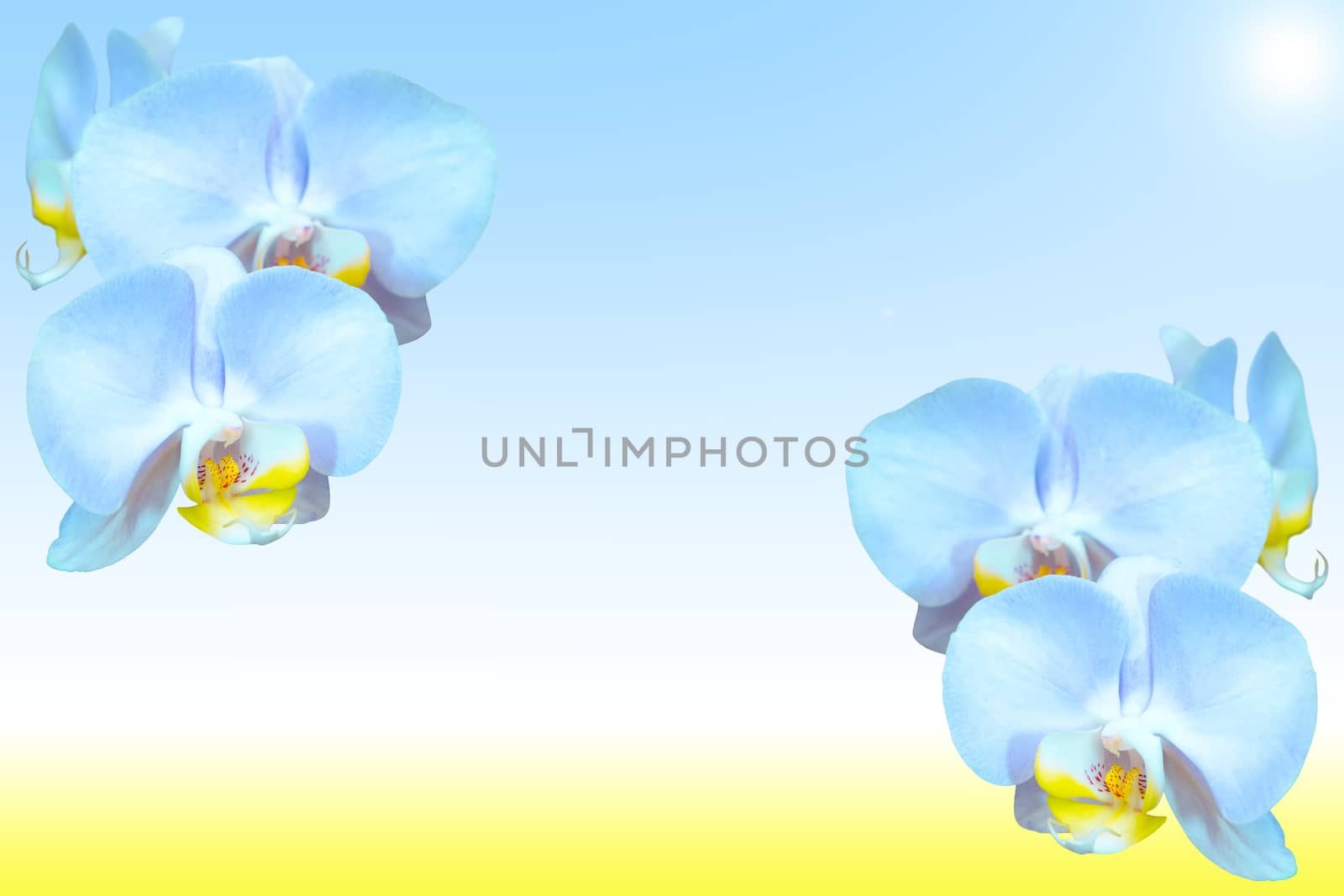 Exotic tropical blue orchid flowers on natural blurred backgroun by servickuz