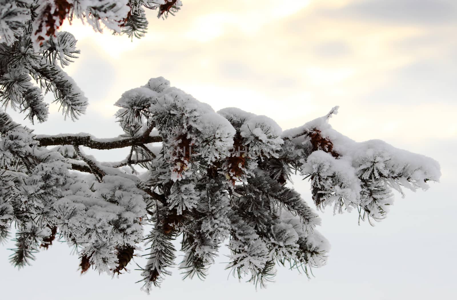 A cold winter evening, snow covered pine branch