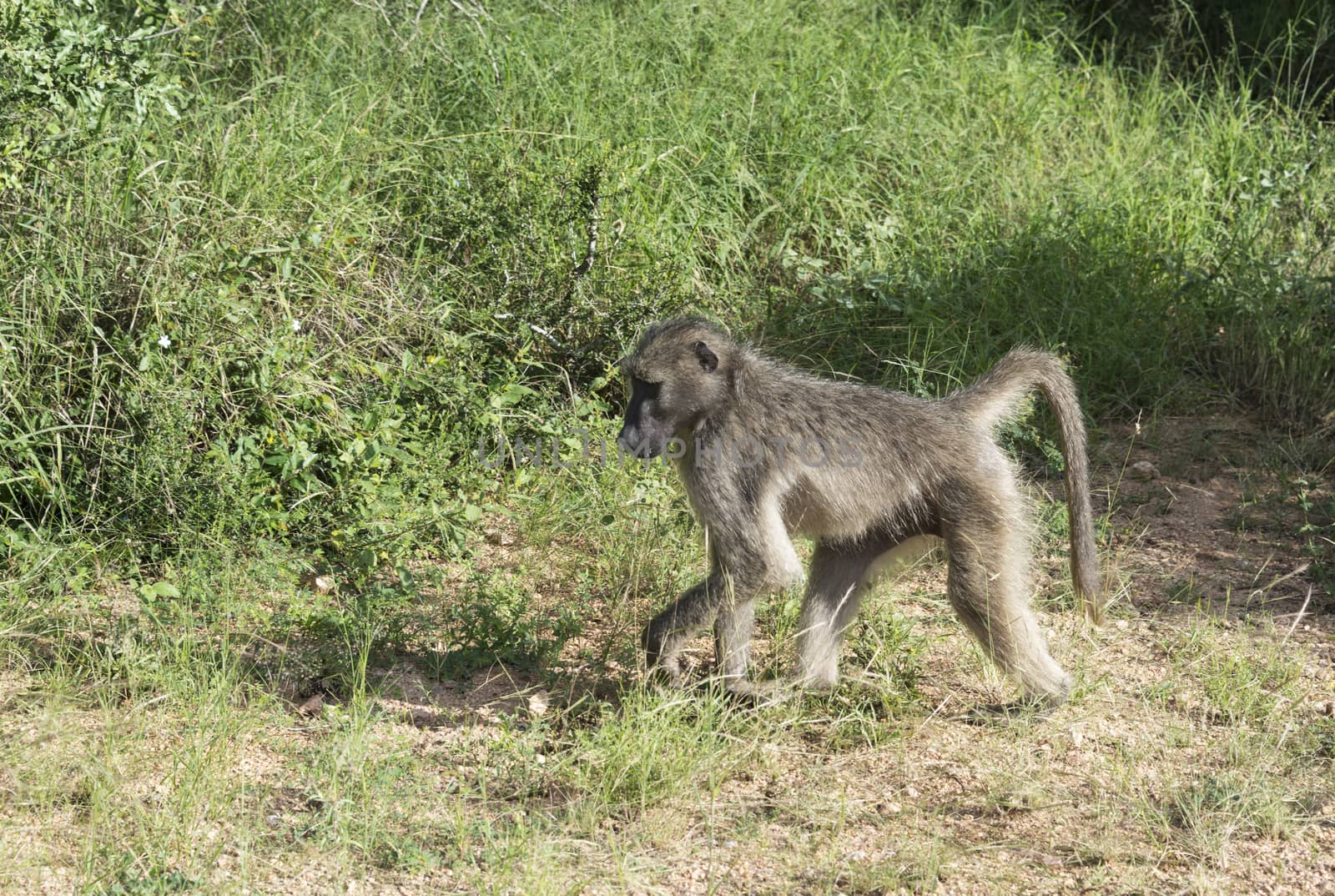 baboon monkey in kruger park south africa