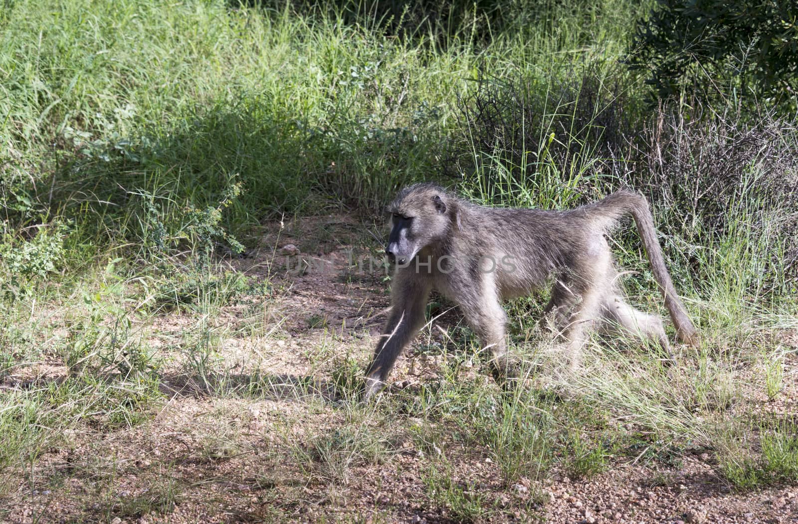 baboon monkey in kruger park south africa
