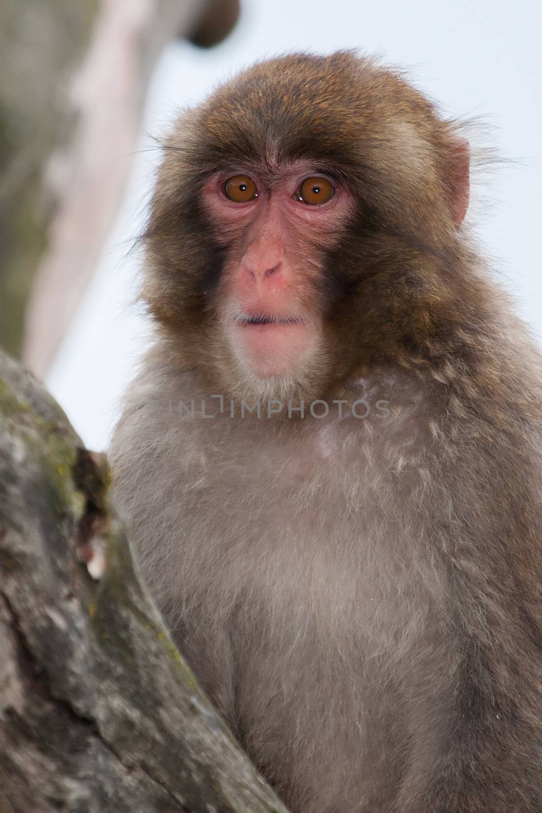 Macaque (Snow) Monkey's playing in a tree