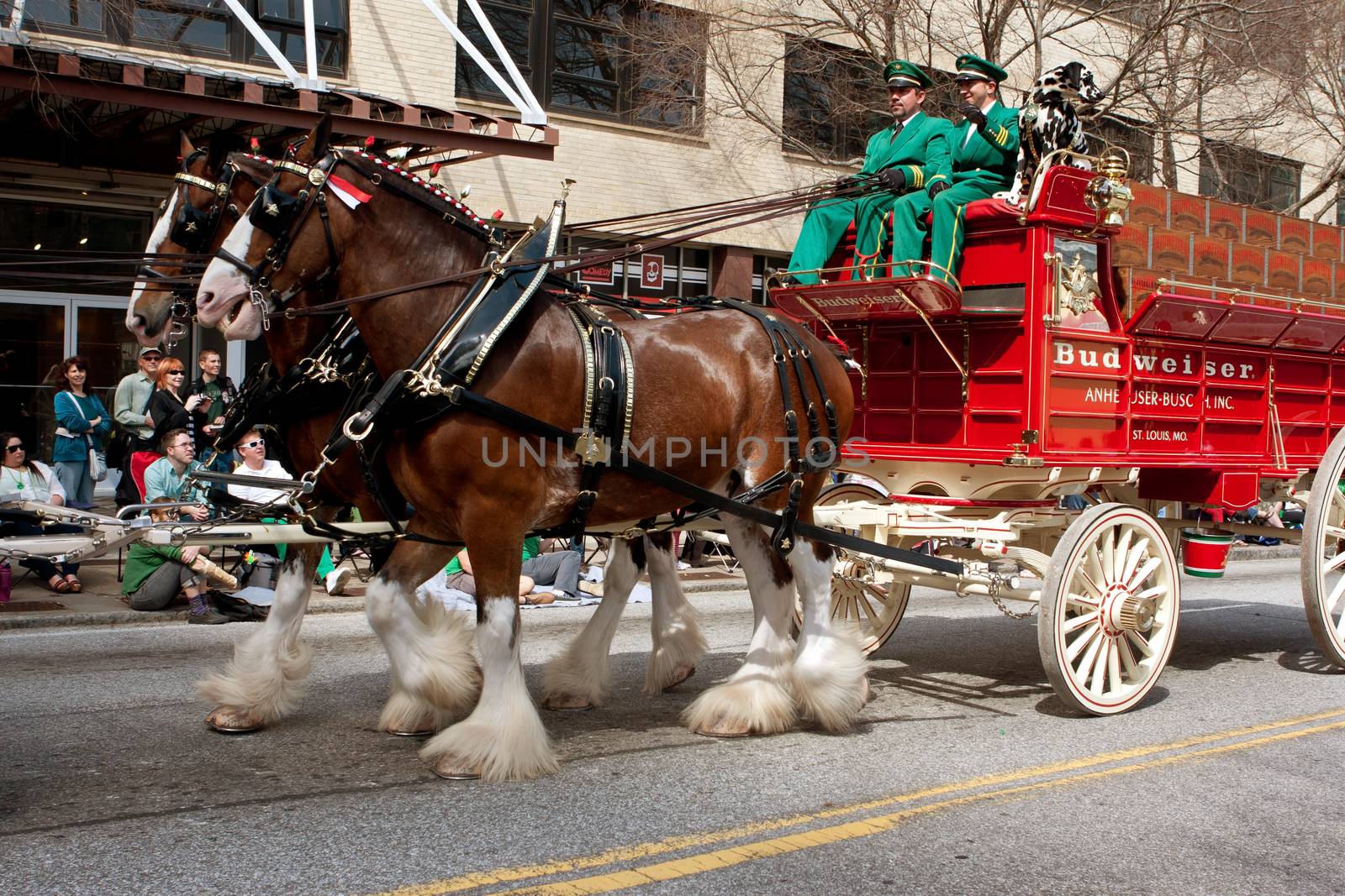 Atlanta, GA, USA - March 15, 2014:  The famous Budweiser Clydesdales move down Peachtree Street in the St. Patrick's parade.