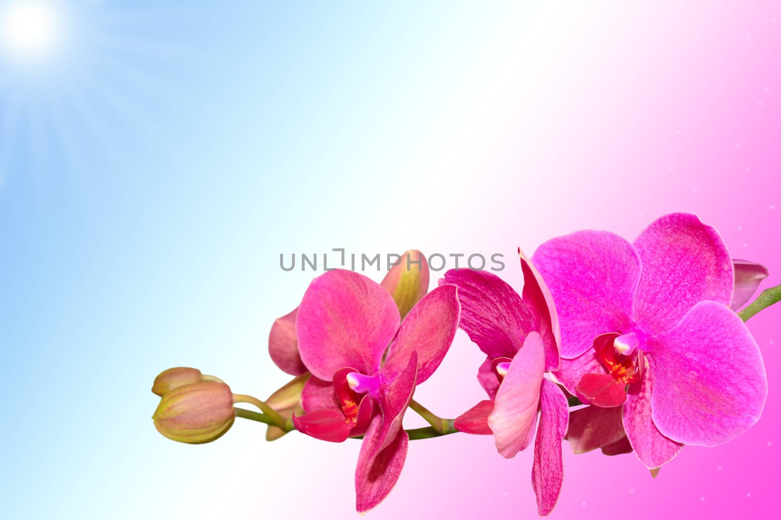 Romantic purple orchid flowers on gradient background with free area for your text