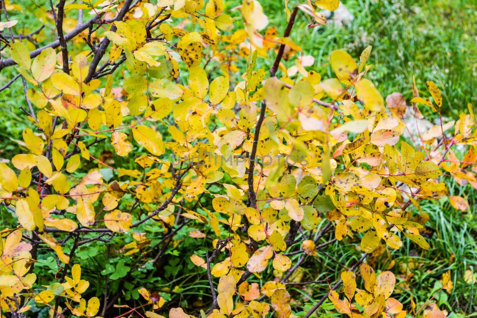 Winter tree scene with yellow leaves