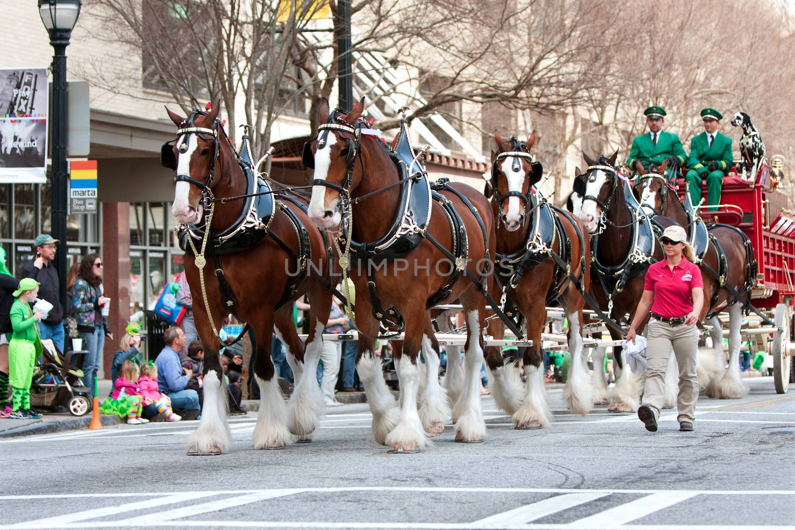 Budweiser Clydesdales Strut In St. Patrick's Parade by BluIz60