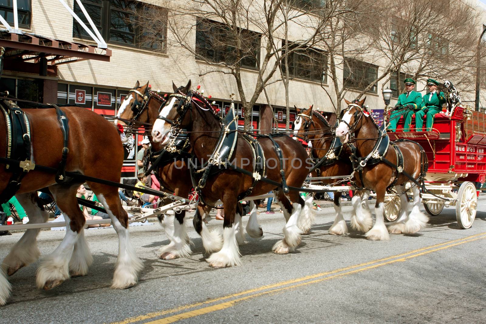 Atlanta, GA, USA - March 15, 2014:  The famous Budweiser Clydesdales trot down Peachtree Street in the St. Patrick's parade.
