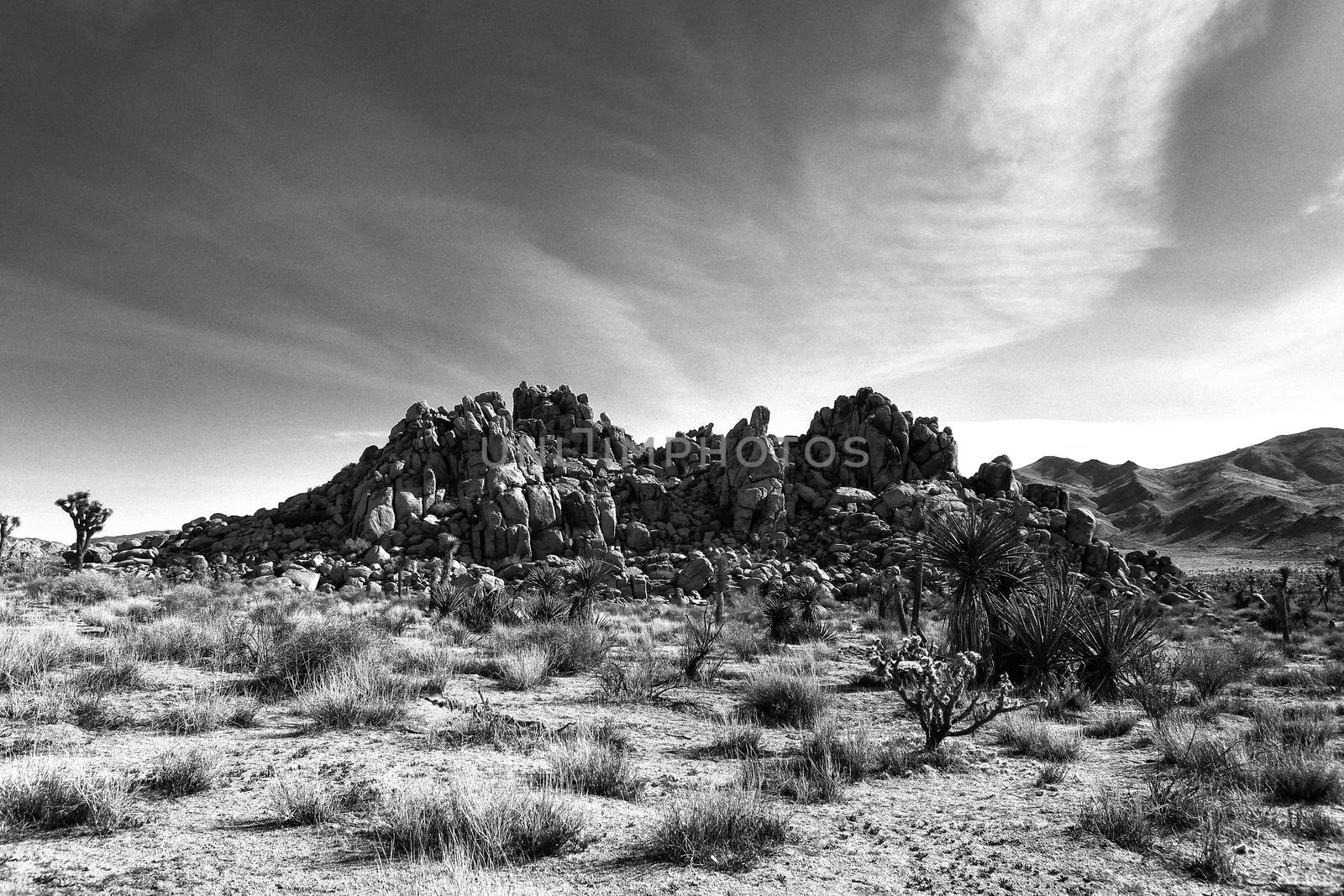 Striking Landscape in Joshua Tree National Park