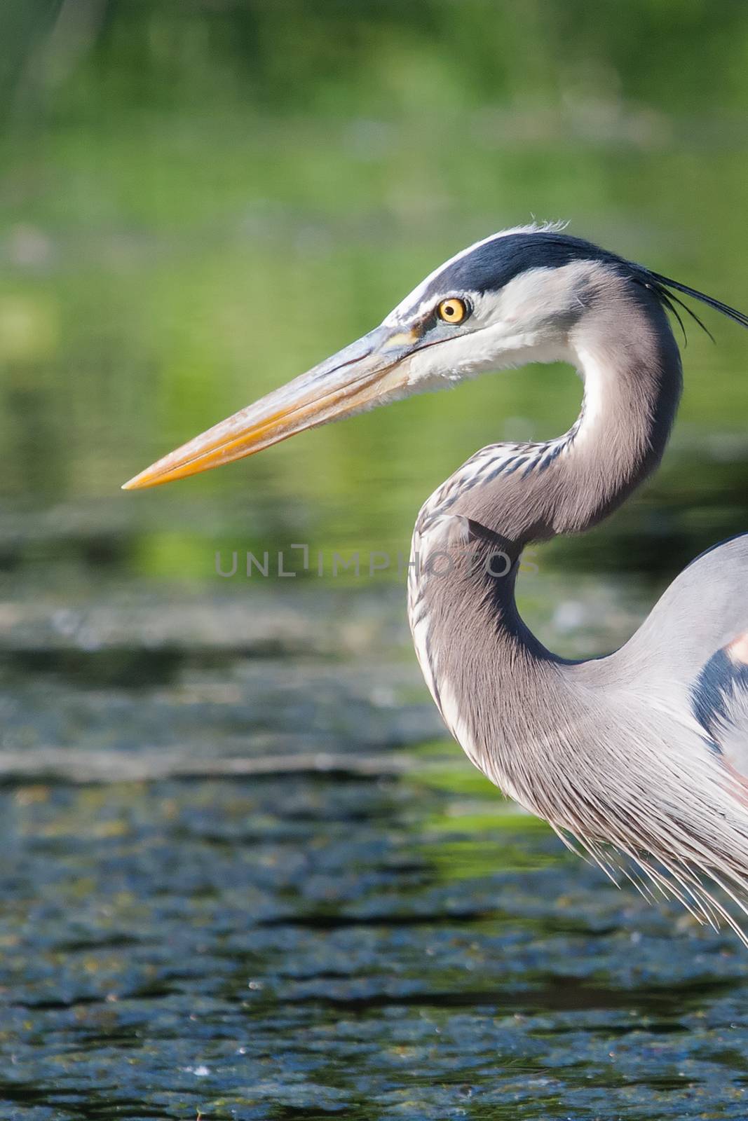 Great Blue Heron fishing in the low lake waters.