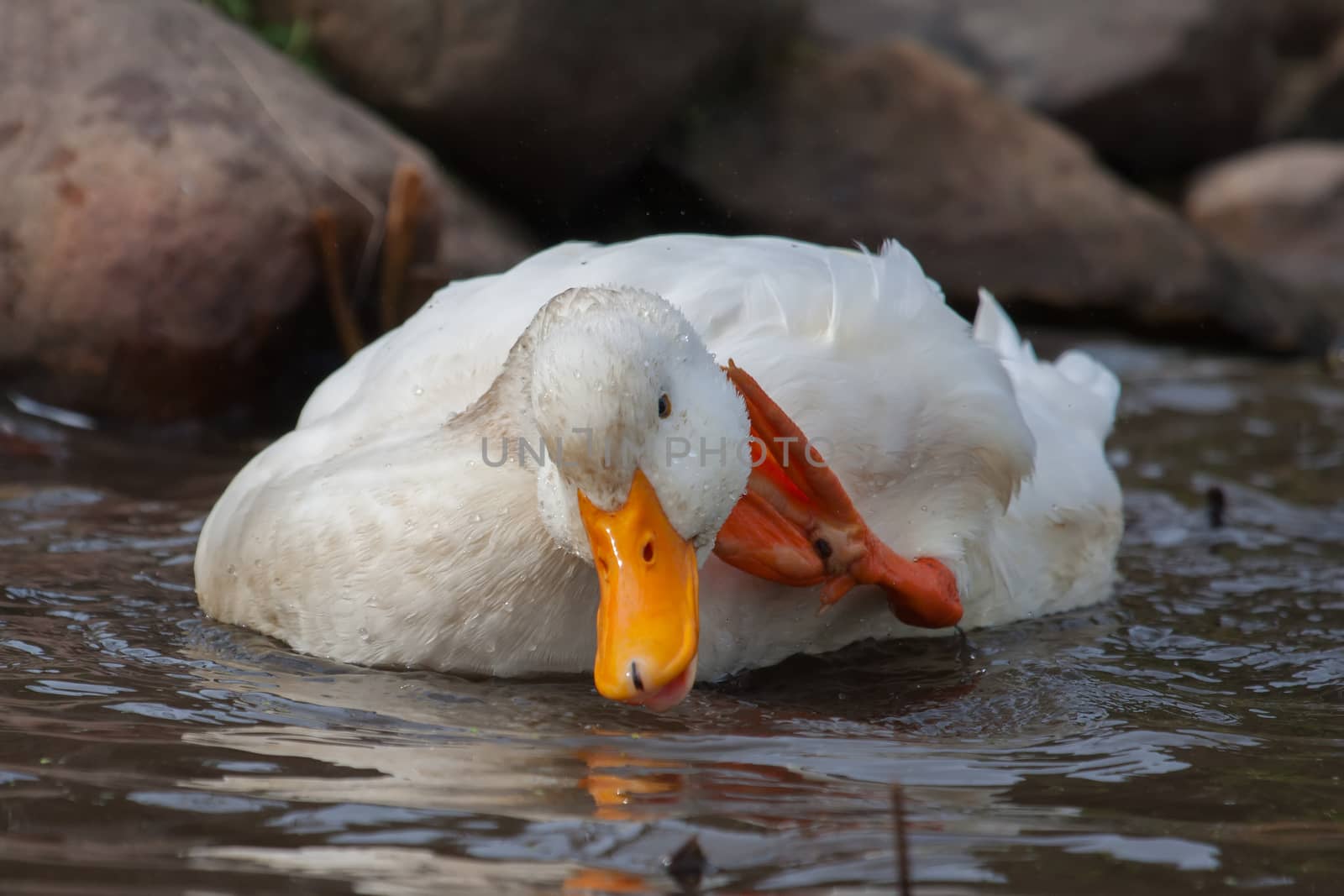 White duck splashing near rocks in a lake