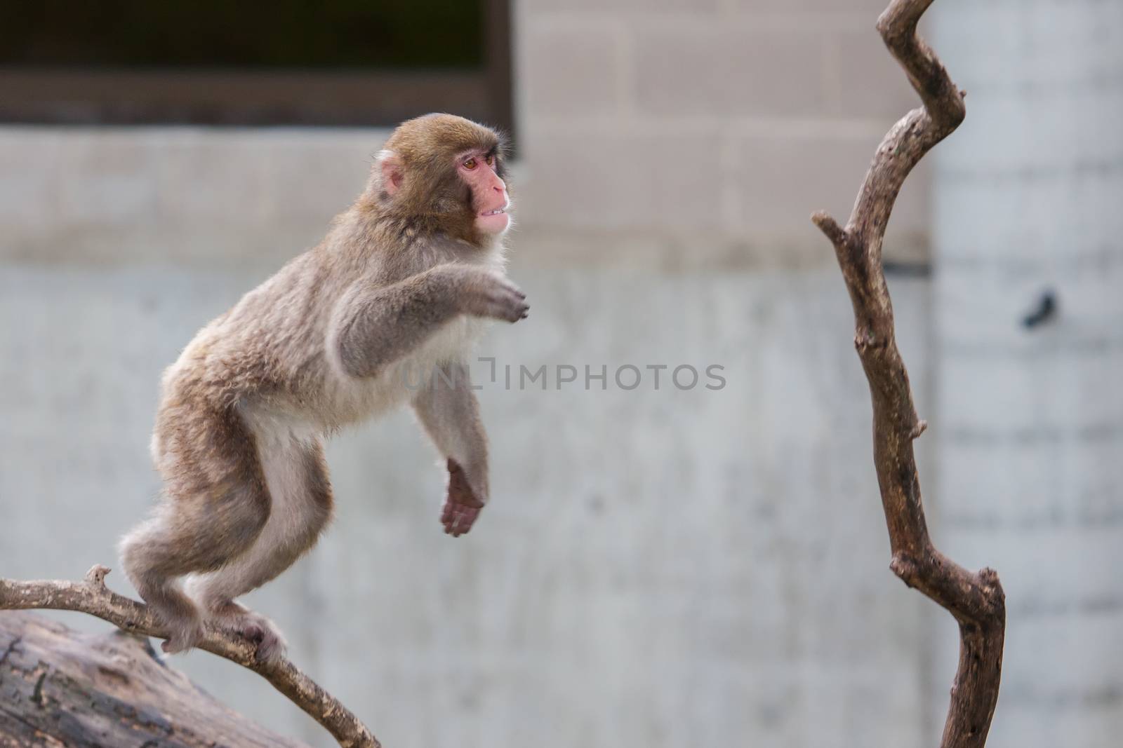 Macaque (Snow) Monkey's playing in a tree