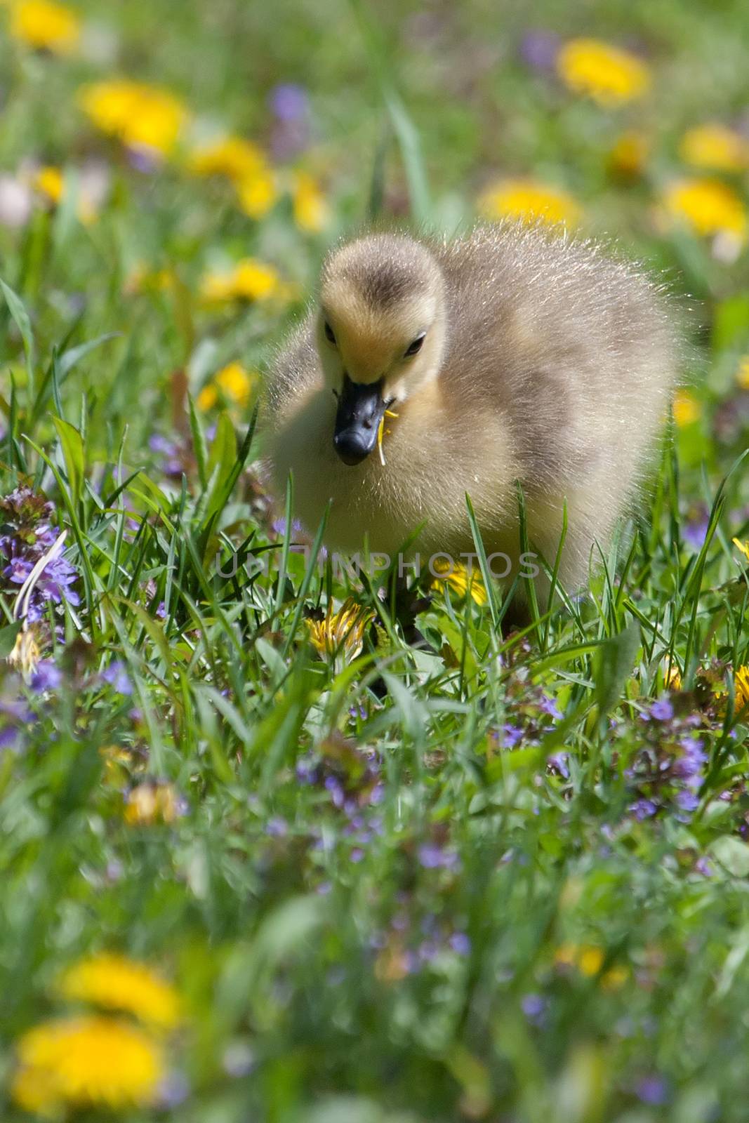 Canadian Goose Gosling resting in the grass and eating