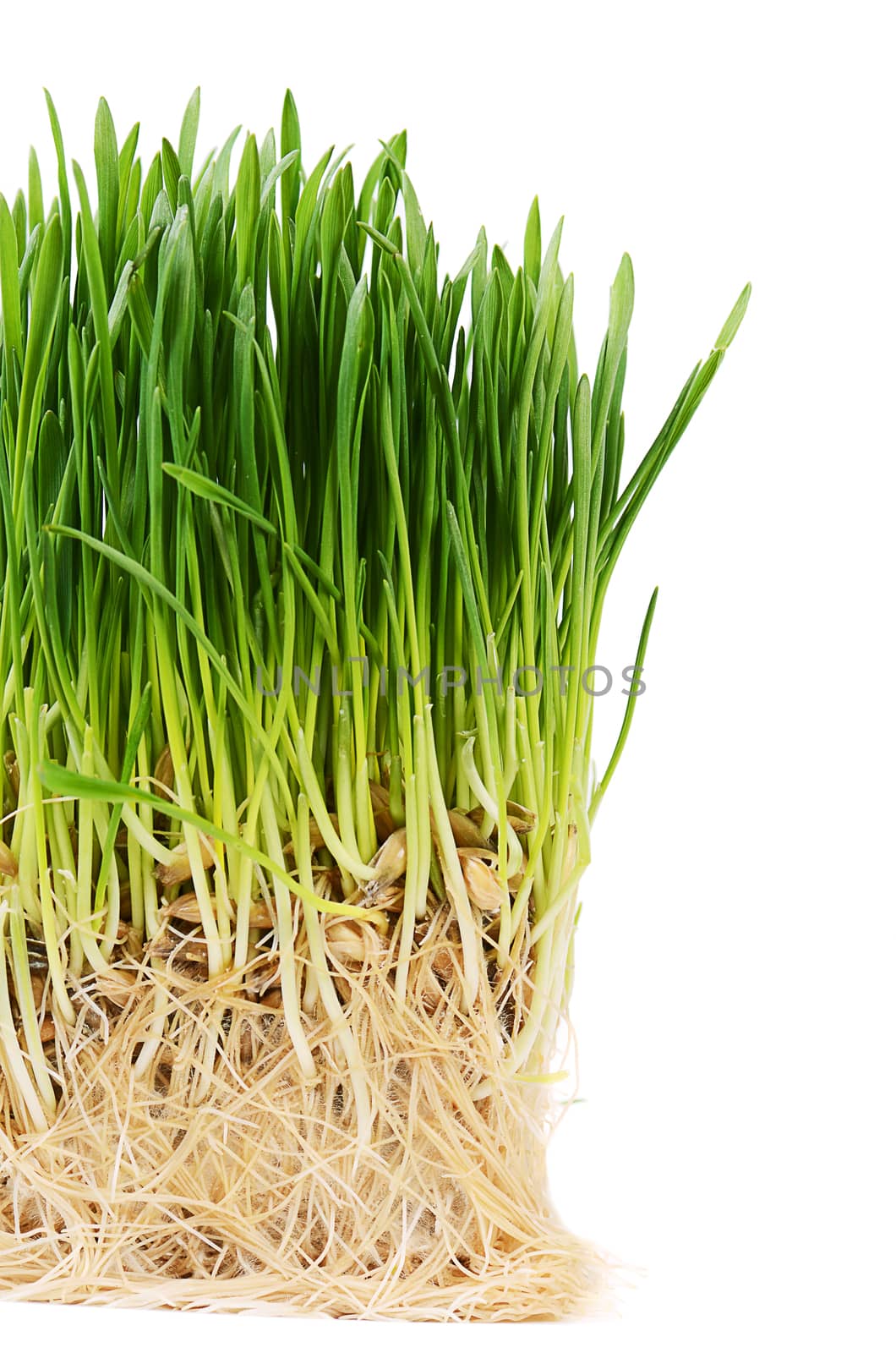 The green grass isolated on white background