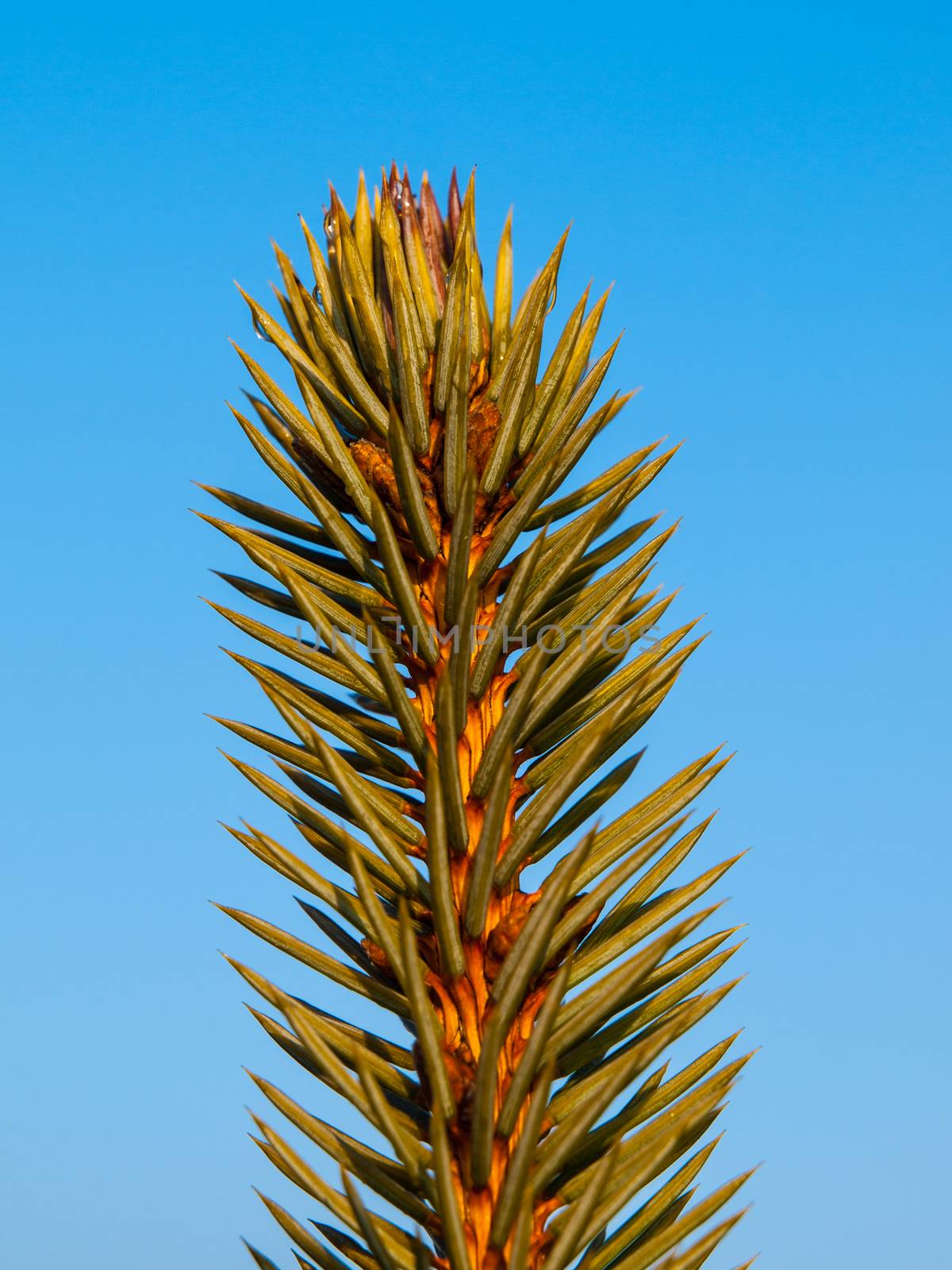 Spruce tip with needles on blue sky background