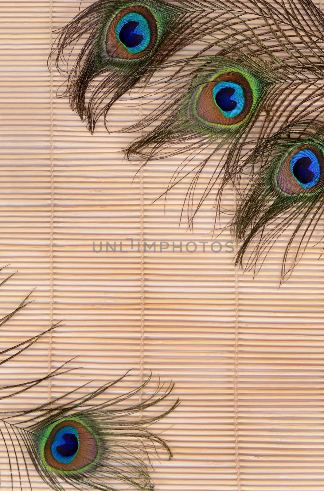 Beautiful feather of a peacock close up