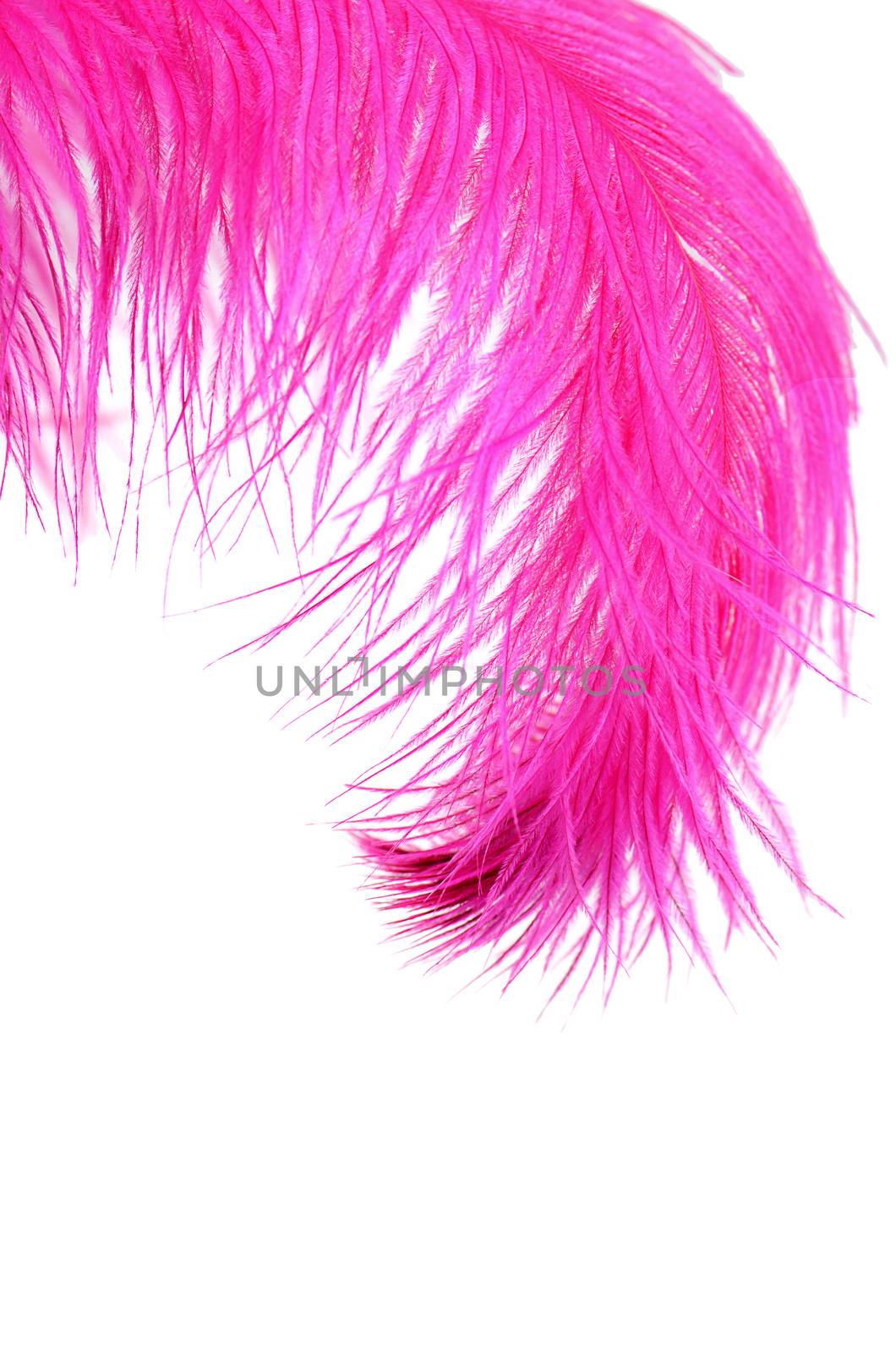 Pink beautiful feather isolated on white background