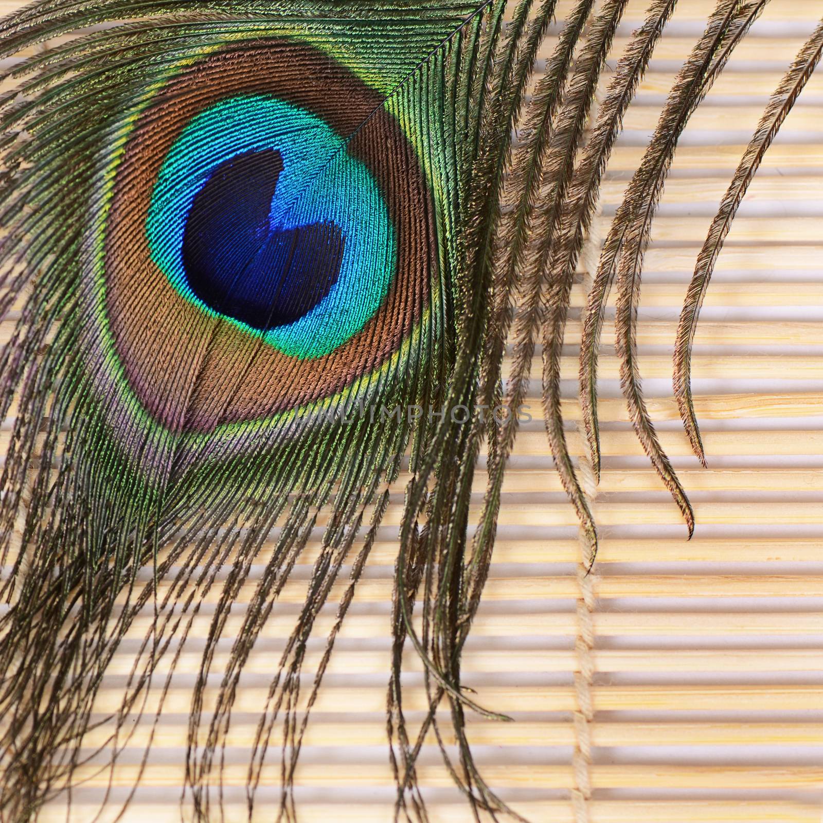 Beautiful feather of a peacock close up