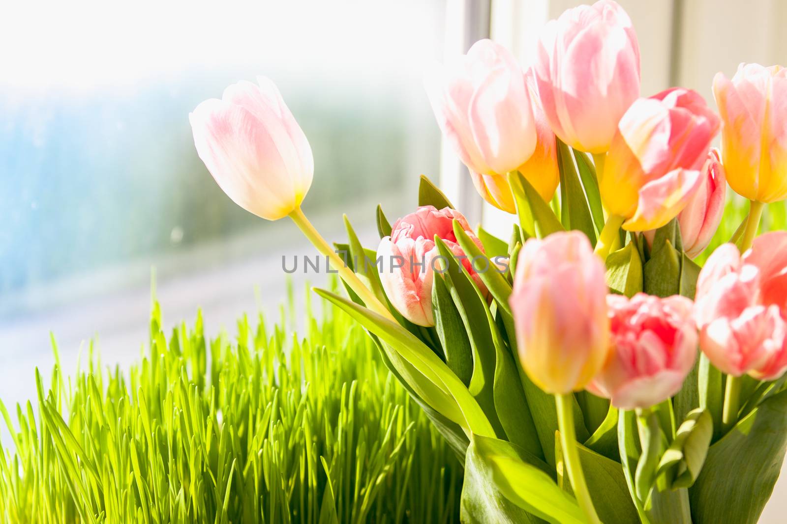 pink tulips against grass on windowsill by Kryzhov