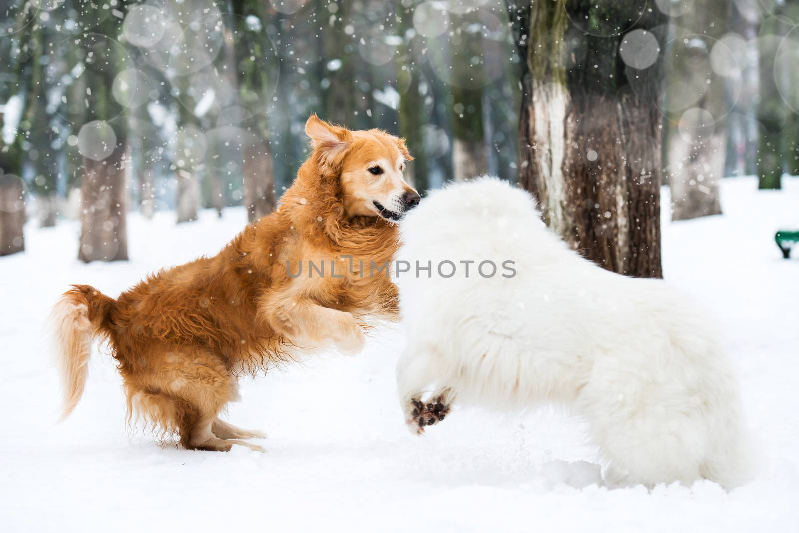 red and white husky retriever playing in the snow in winter