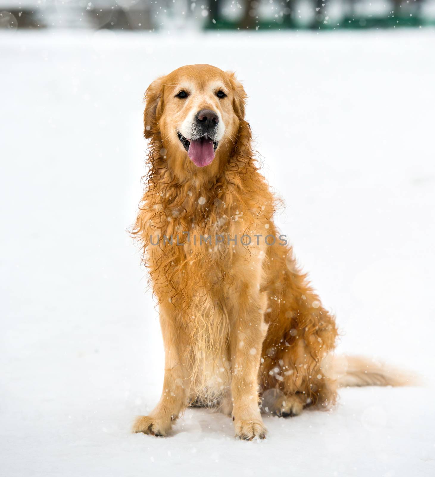 red retriever by GekaSkr