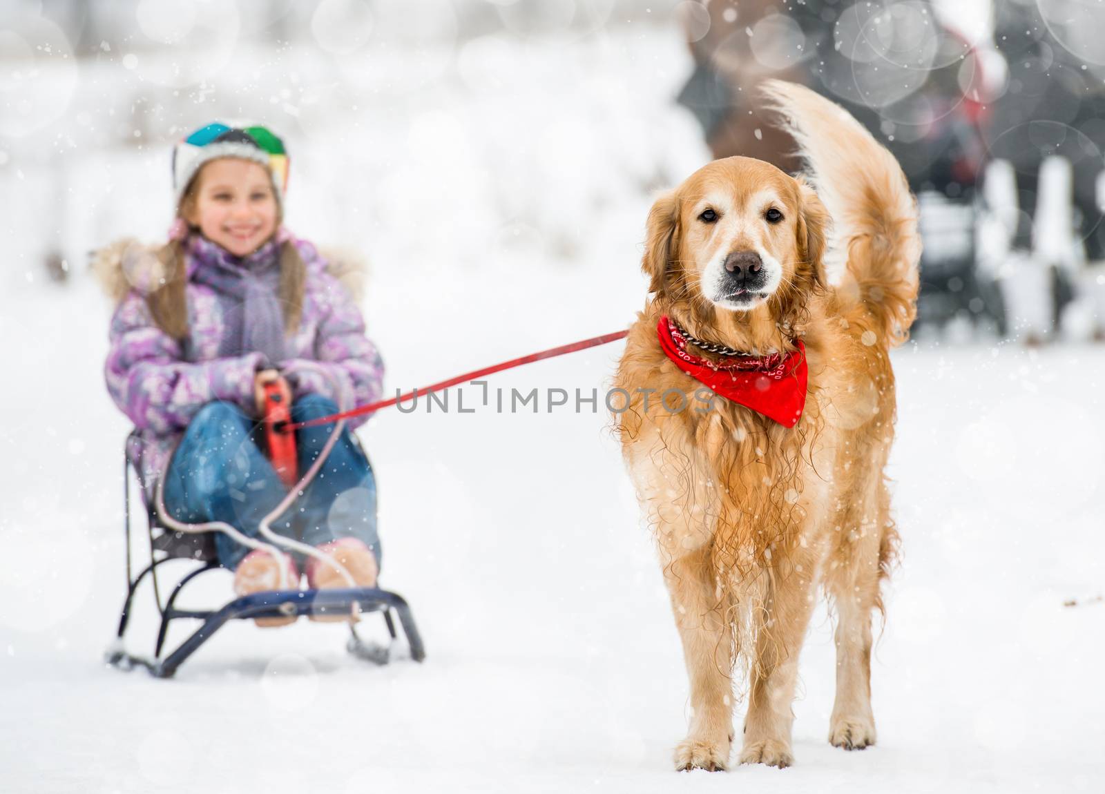 Golden Retriever pulls the sledge with a little girl in the snow