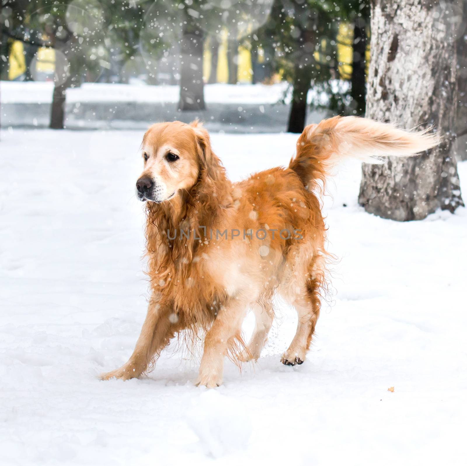 red retriever in the snow in winter