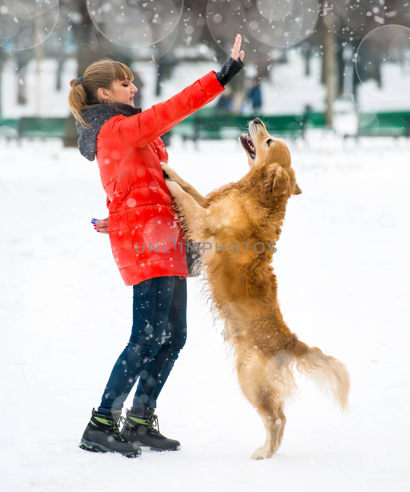 girl traing a dog breed golden retriever