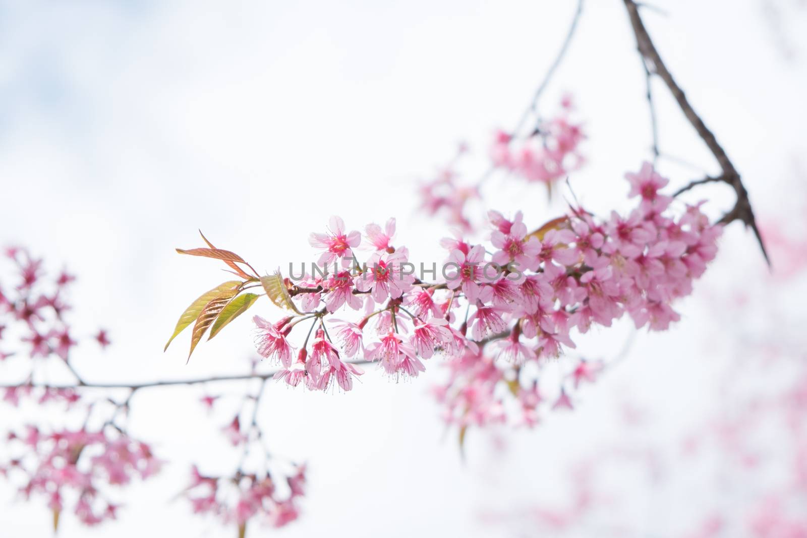 thailand Sakura pink flower in ChiangMai, Thailand