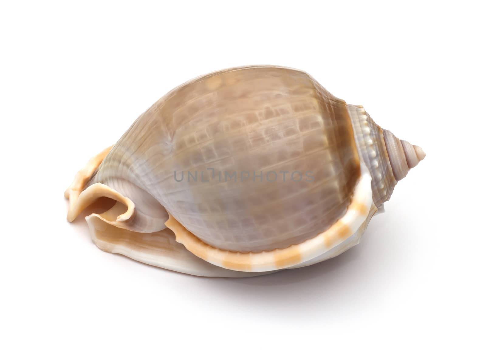 Sea shell on white background