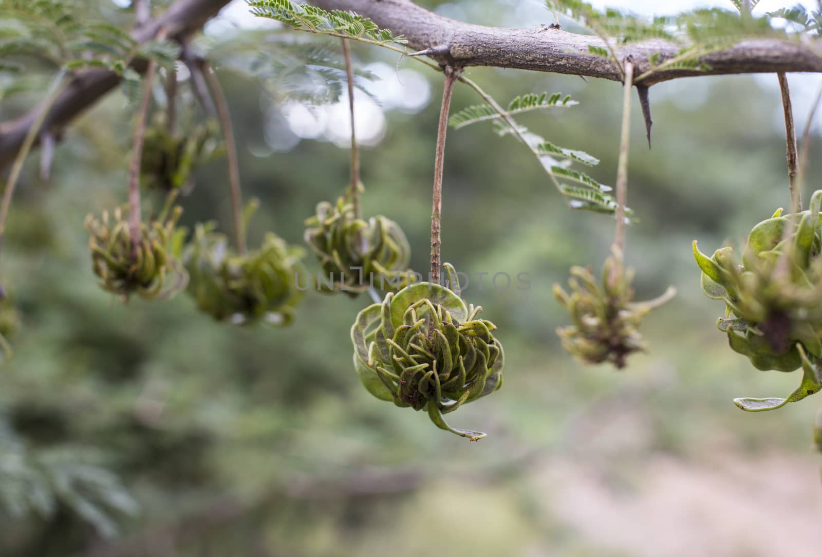 macro of typical south african tree