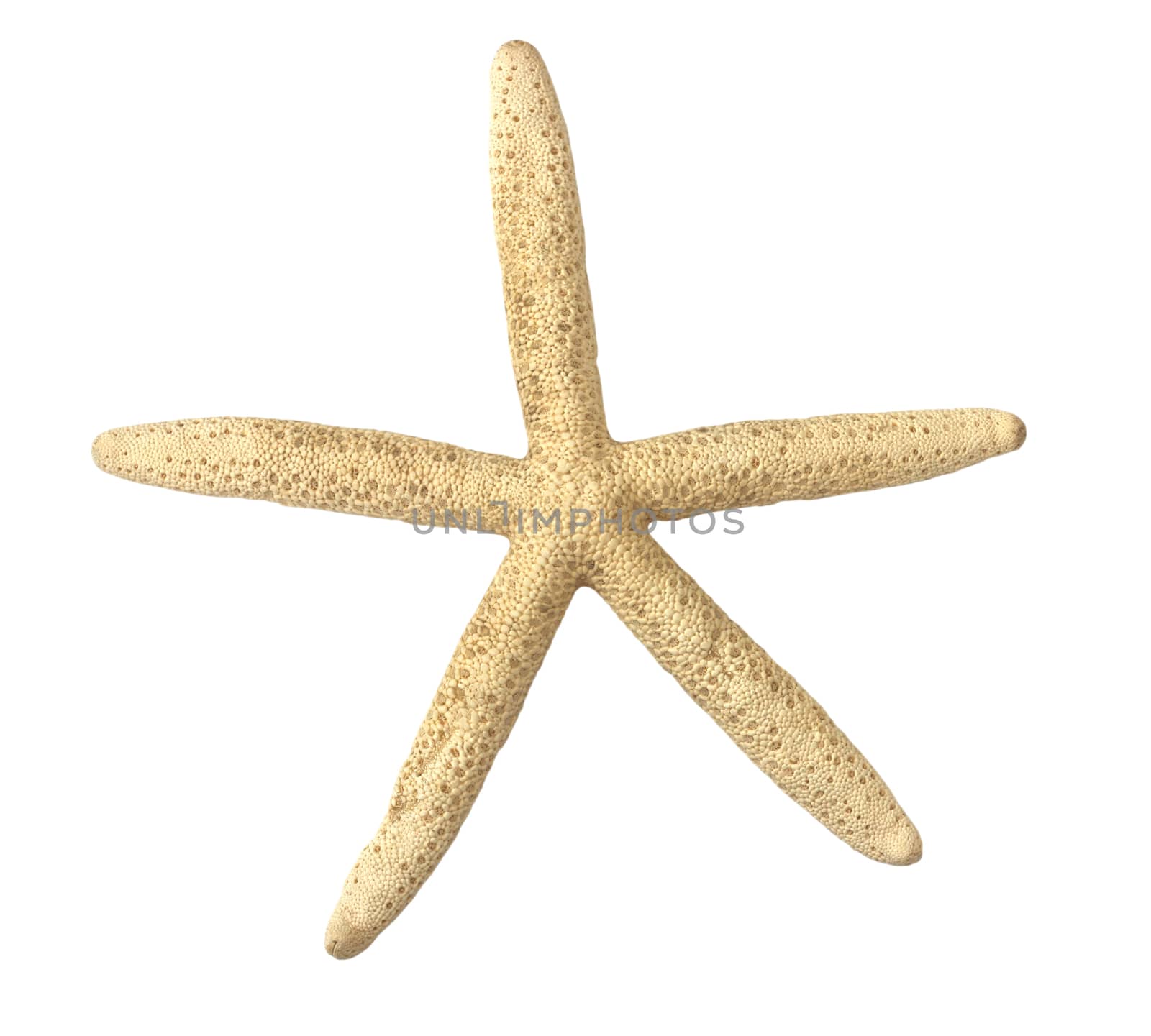 Starfish on white