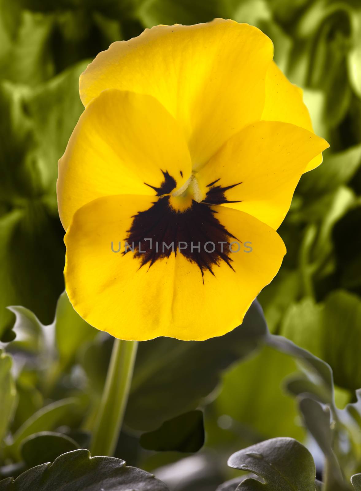 Yellow violet in the middle of green leaves