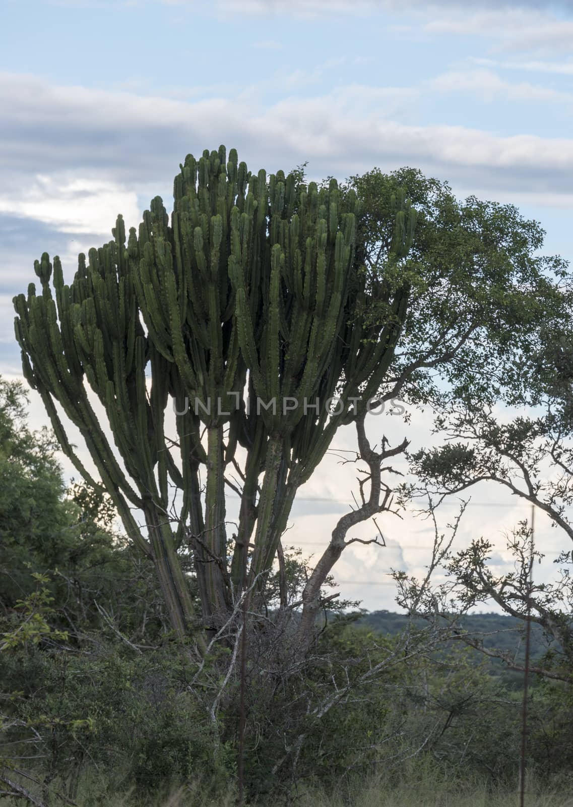 big cactus in south africa kruger national reserve with clouds sky