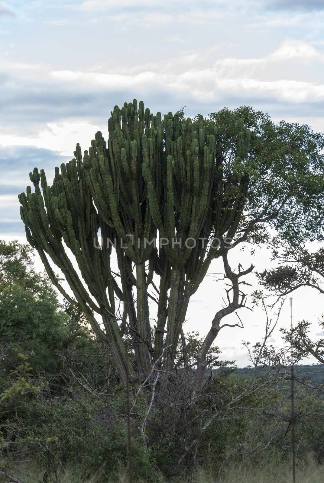 big cactus in south africa kruger national reserve with clouds sky