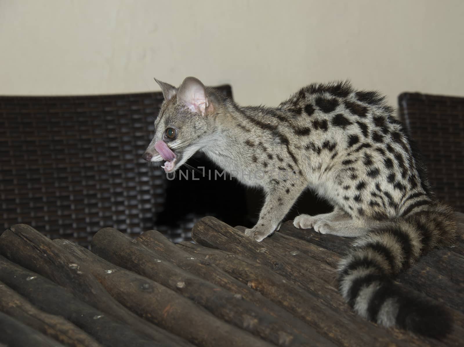 small young grey striped genet cat