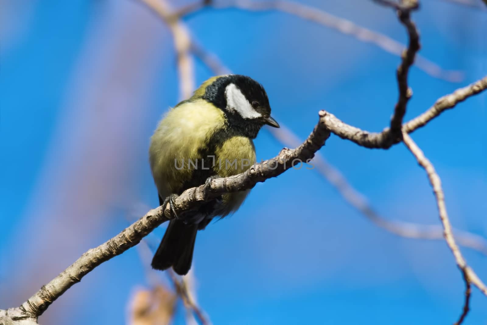 Great Tit (Parus major) on tree against the blue sky