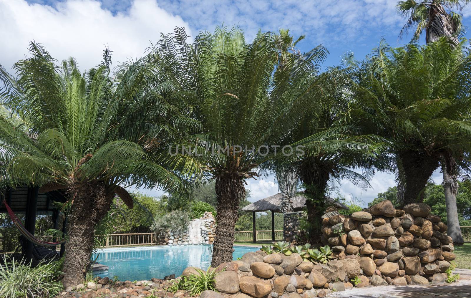 tropical swimming pool with palm trees by compuinfoto