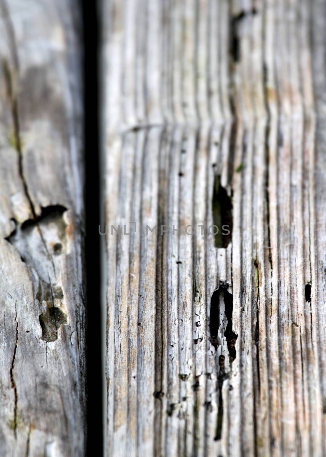 Texture of old wood with many termites holes.
