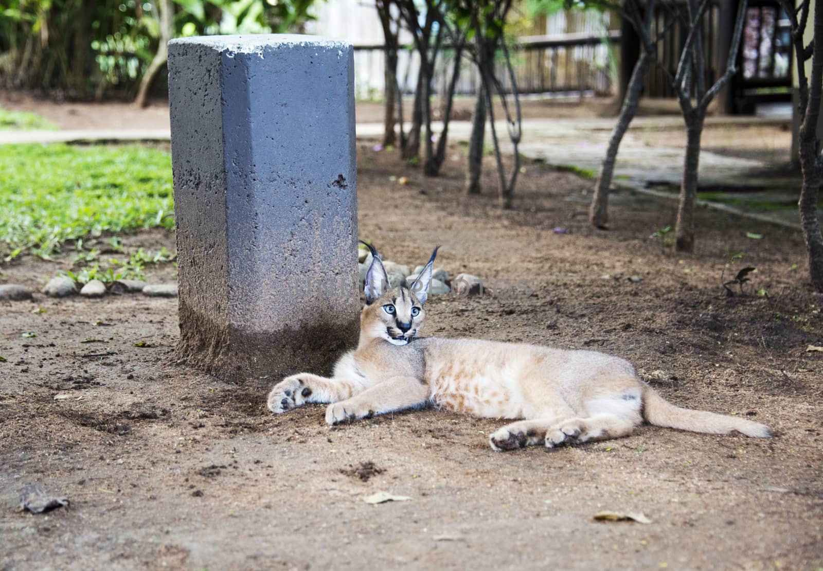 lynx or caracal cat by compuinfoto