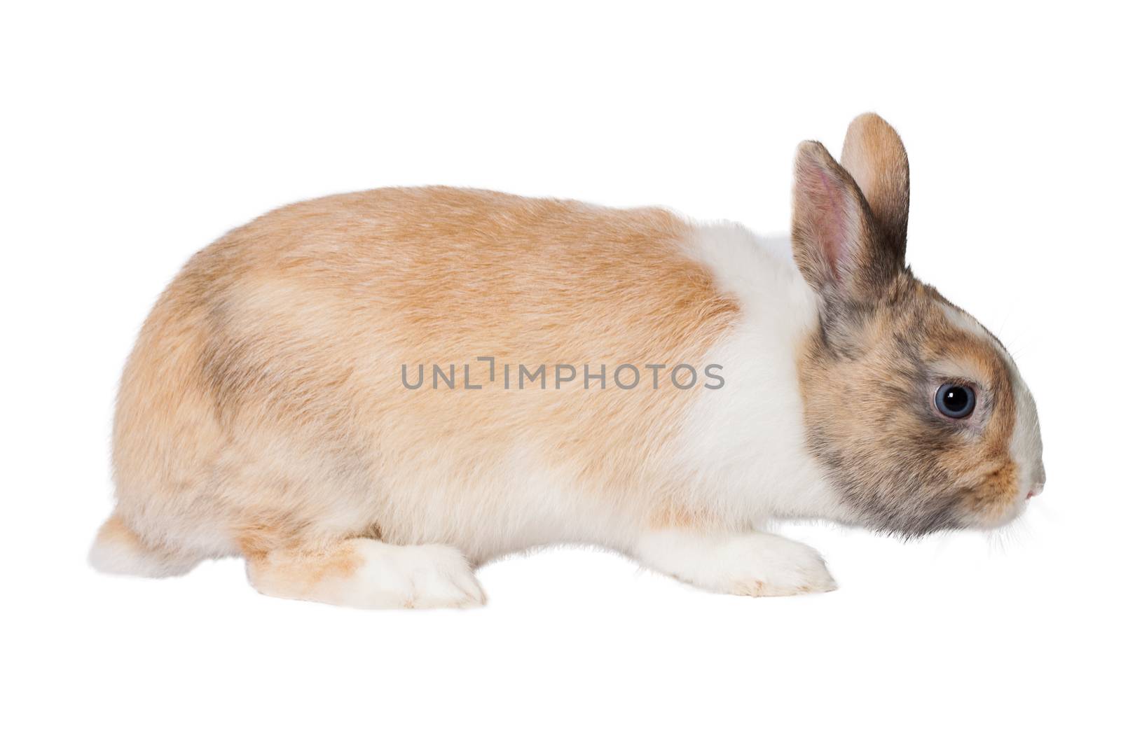 Small domestic ruddy-white rabbit with blue eyes