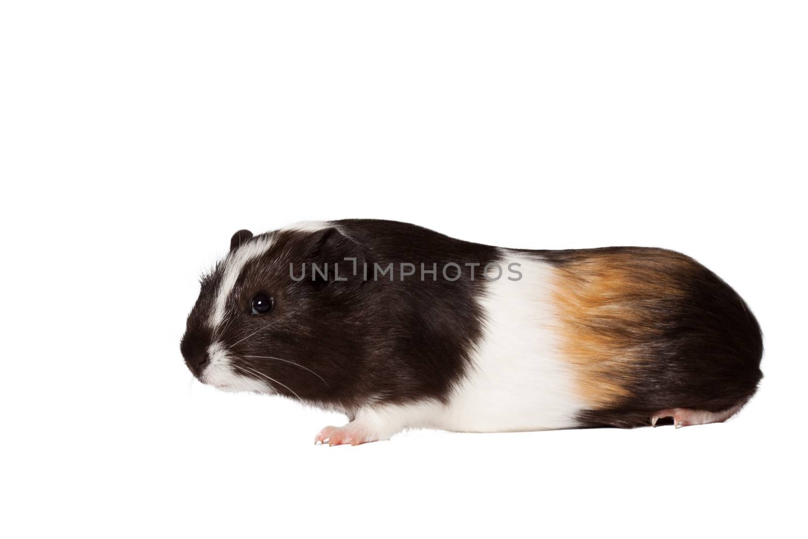 Macro portrait of small colored guinea pig