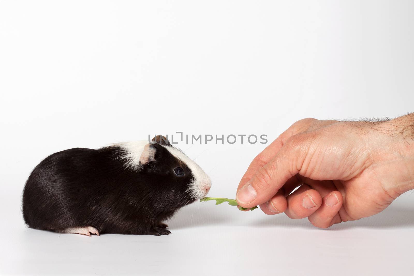 Hand fed with leaves small colored guinea pig