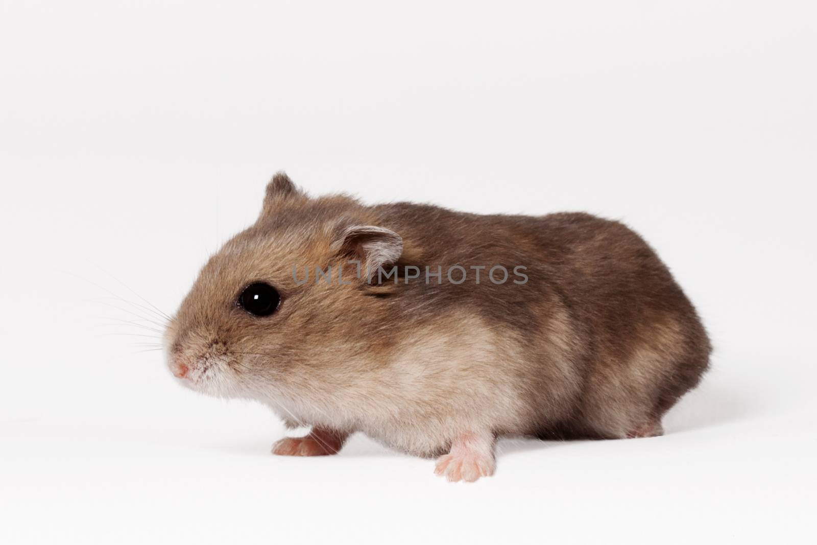 Brown hamster with white belly crawls on the ground