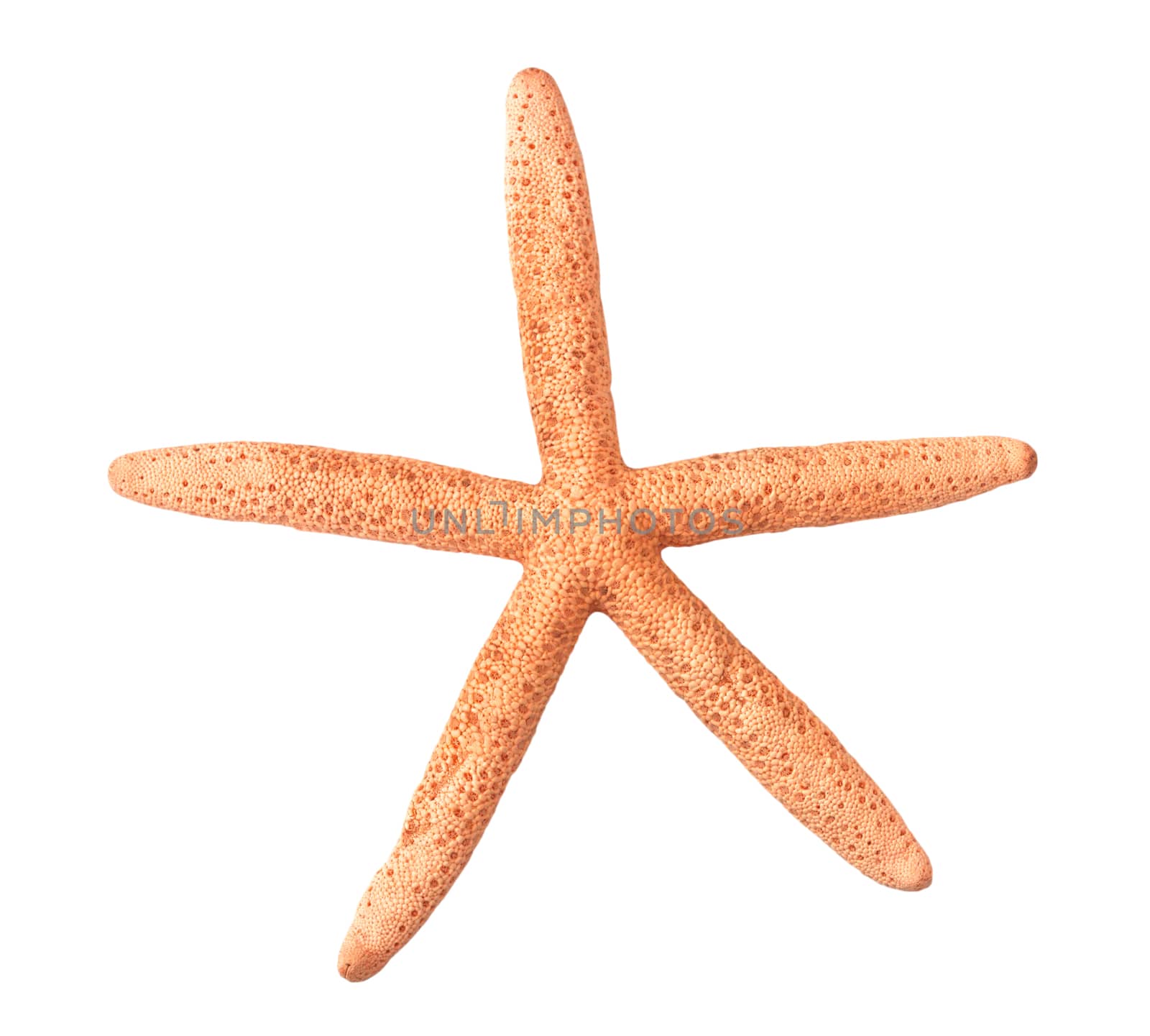 Starfish on white