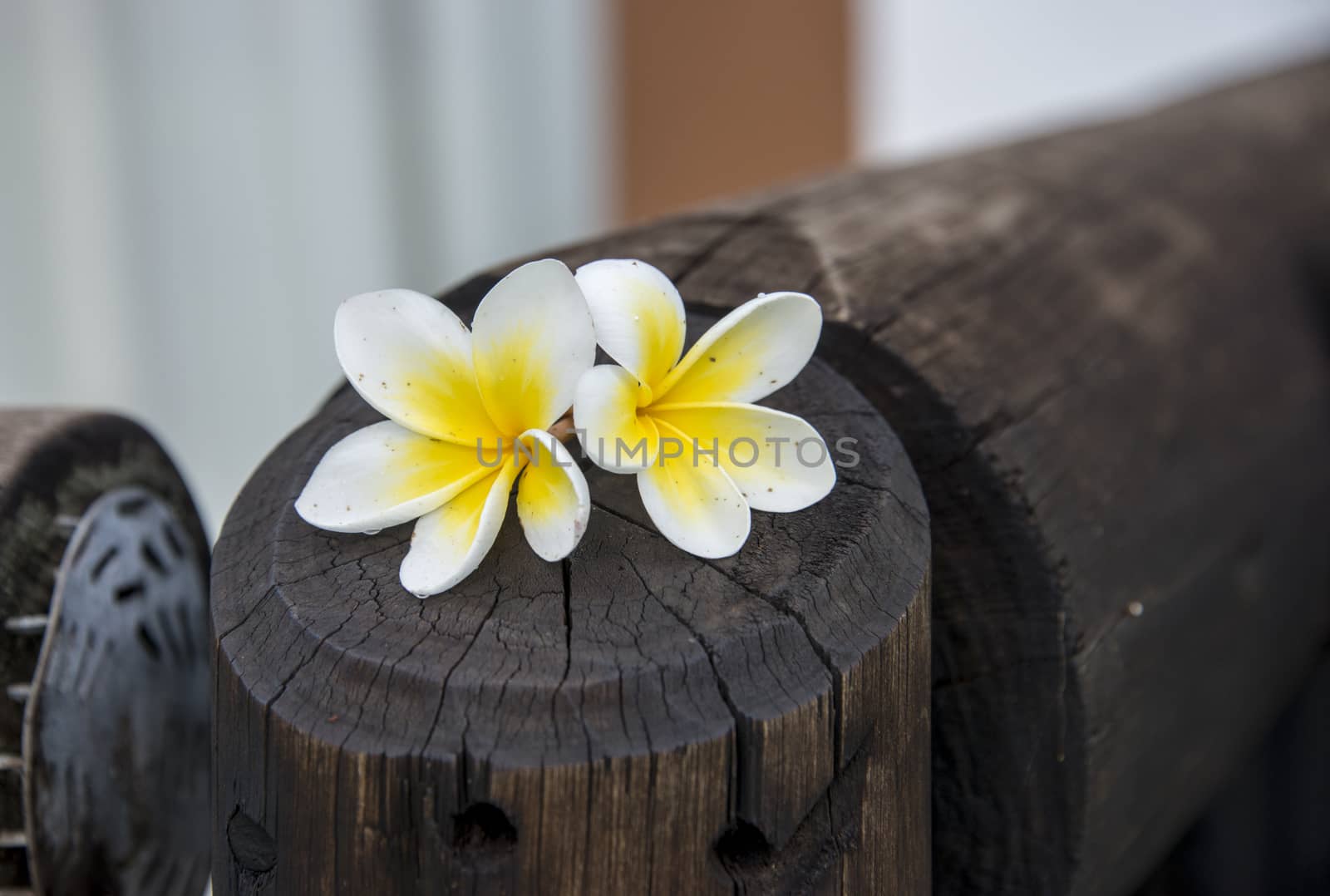 yellow tropical flowers on wooden pole