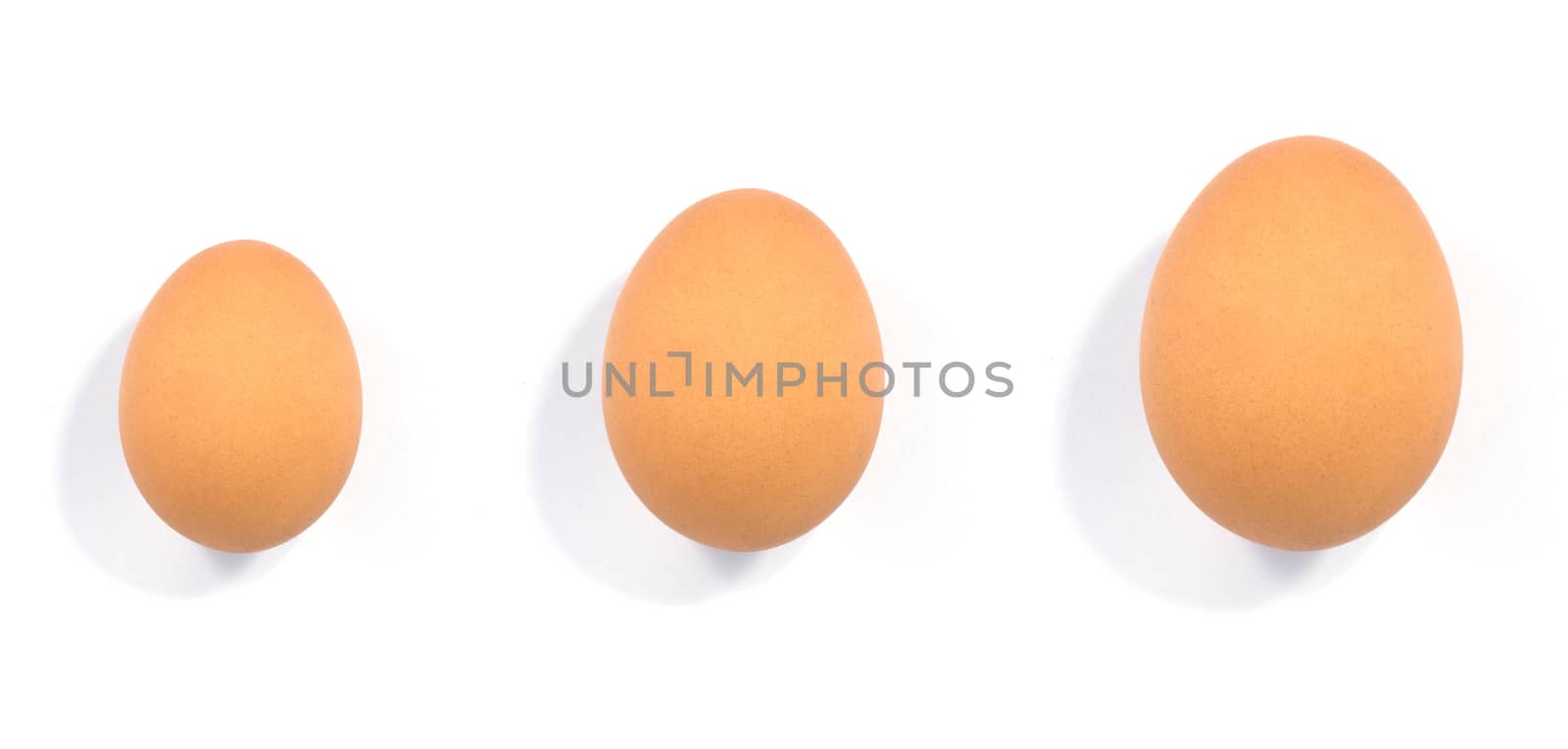 close up of egg on white background